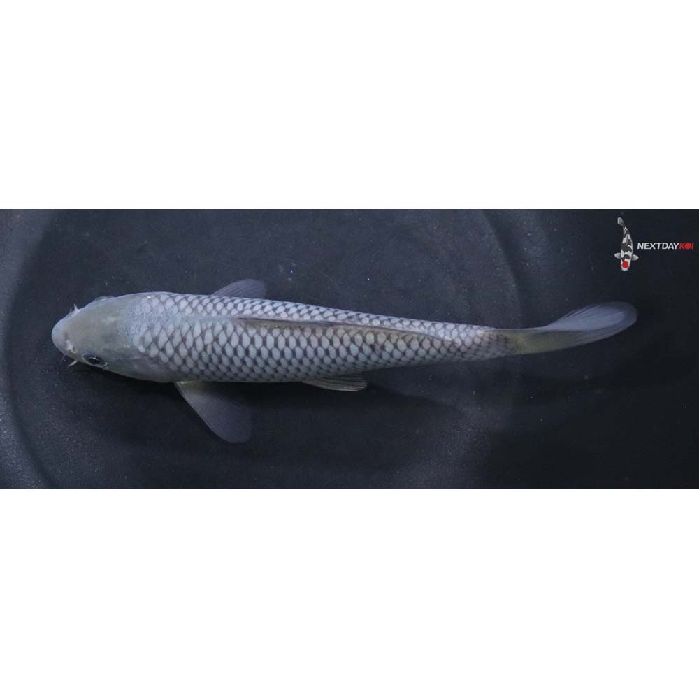 6.5” Imported Soragoi