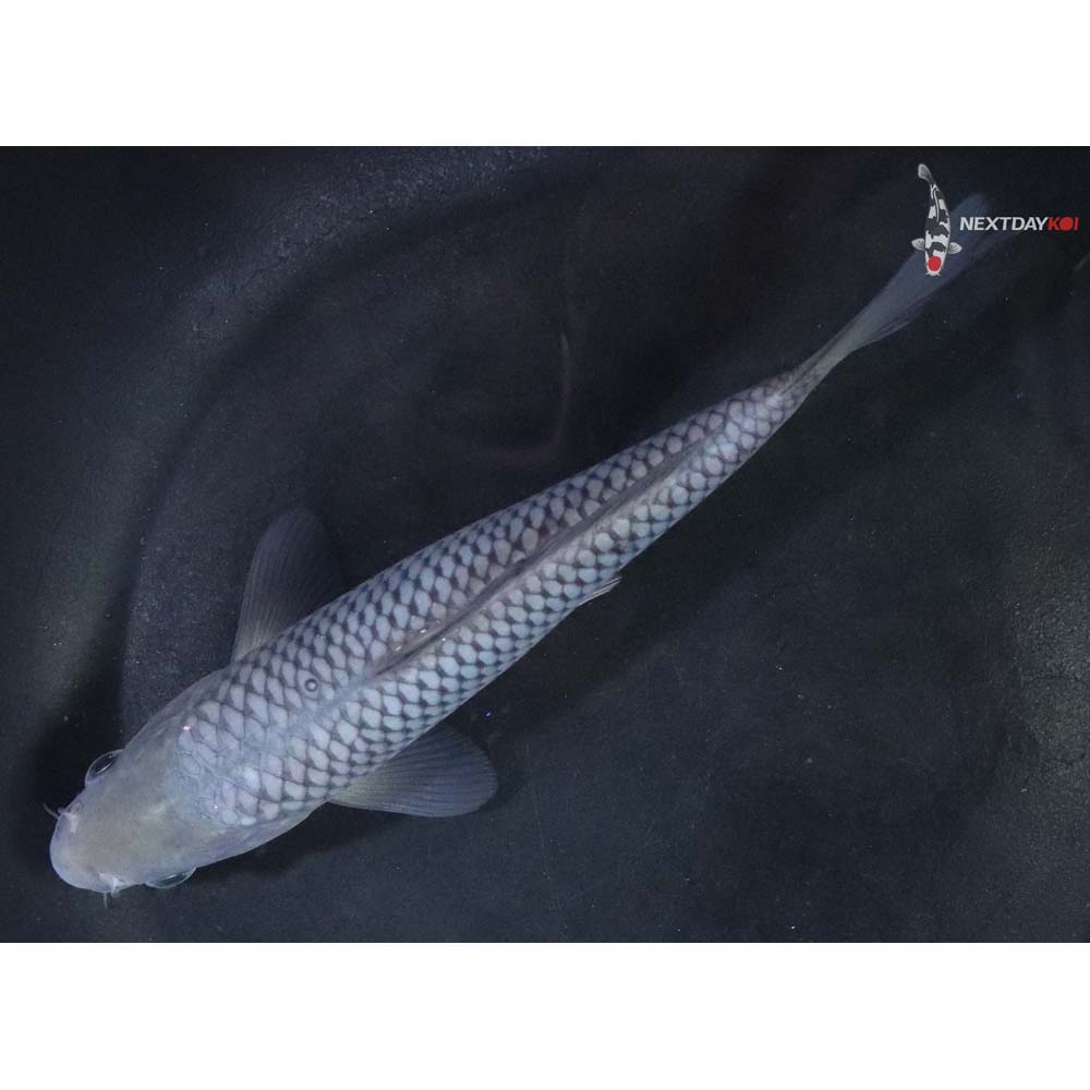 6.5” Imported Soragoi