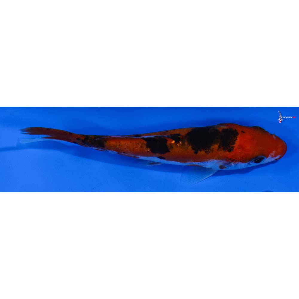 4” Imported Doitsu Sanke