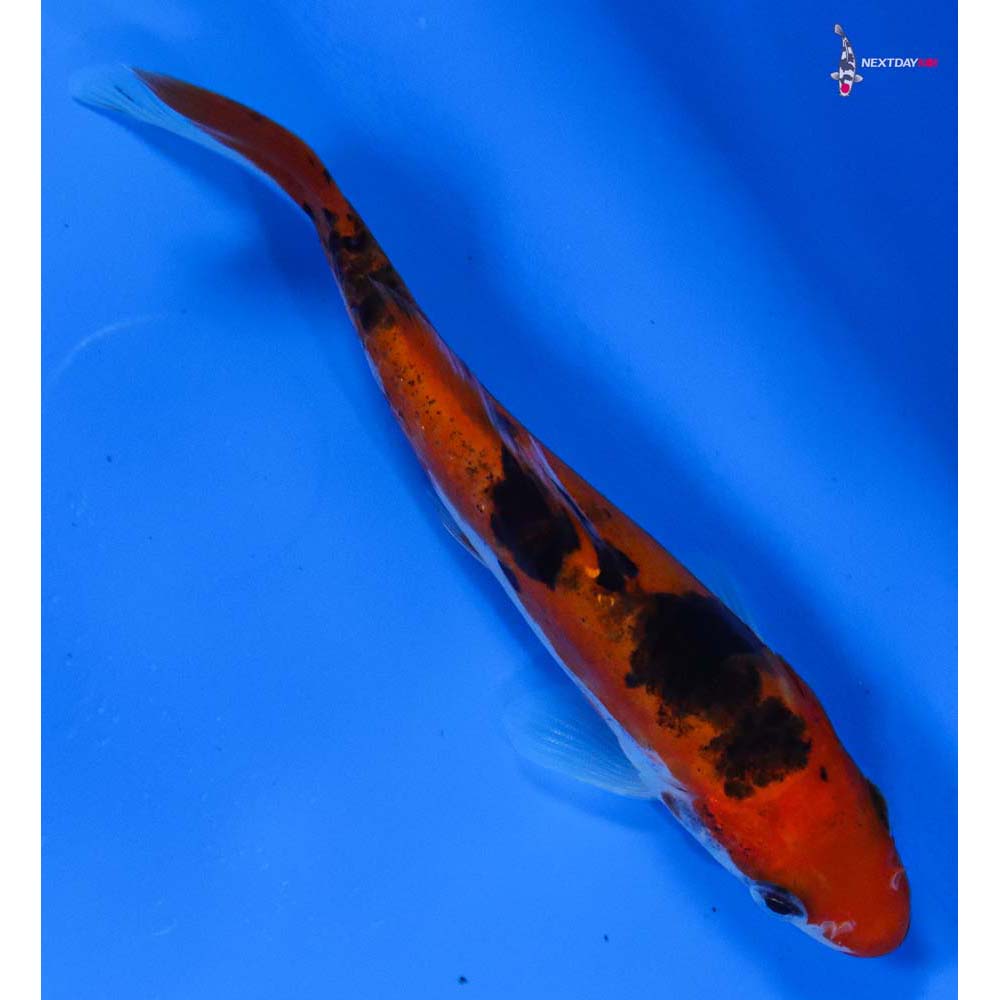 4” Imported Doitsu Sanke