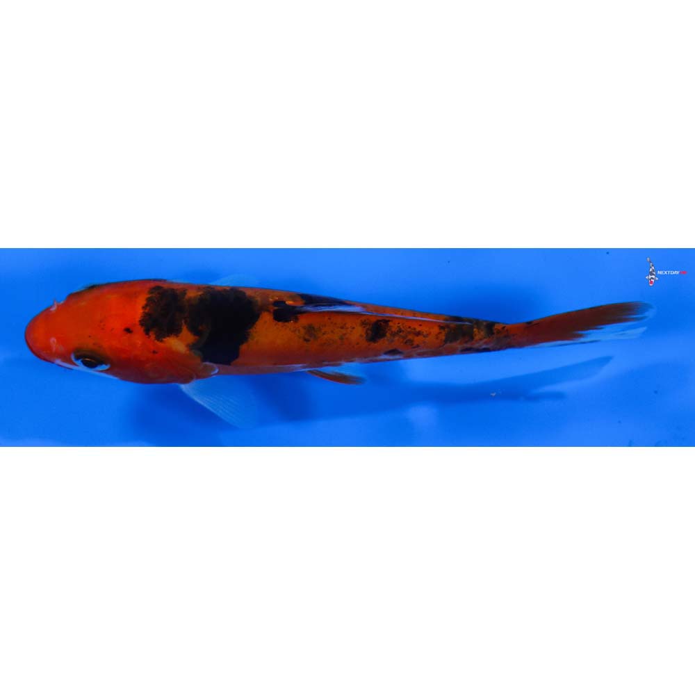 4” Imported Doitsu Sanke