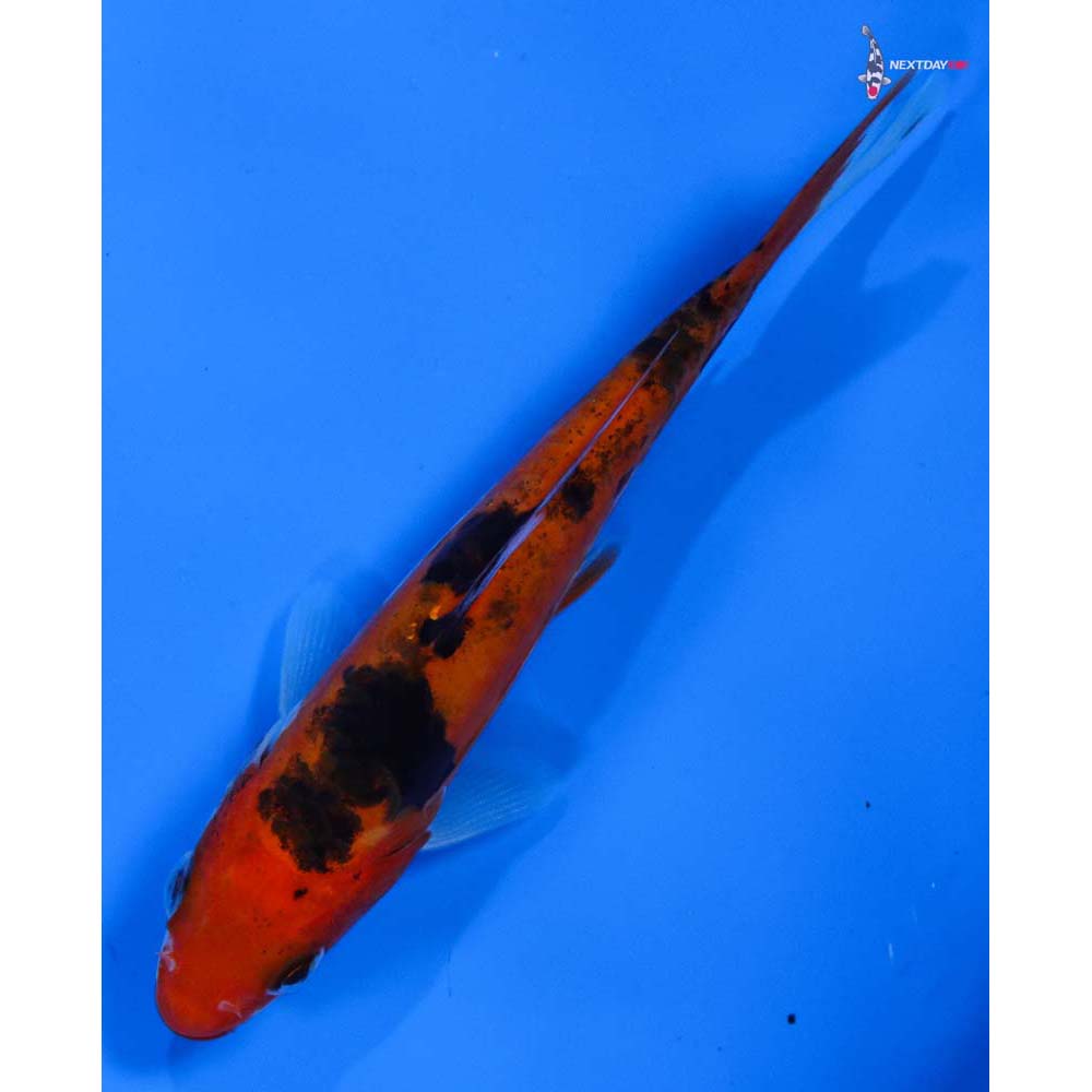 4” Imported Doitsu Sanke