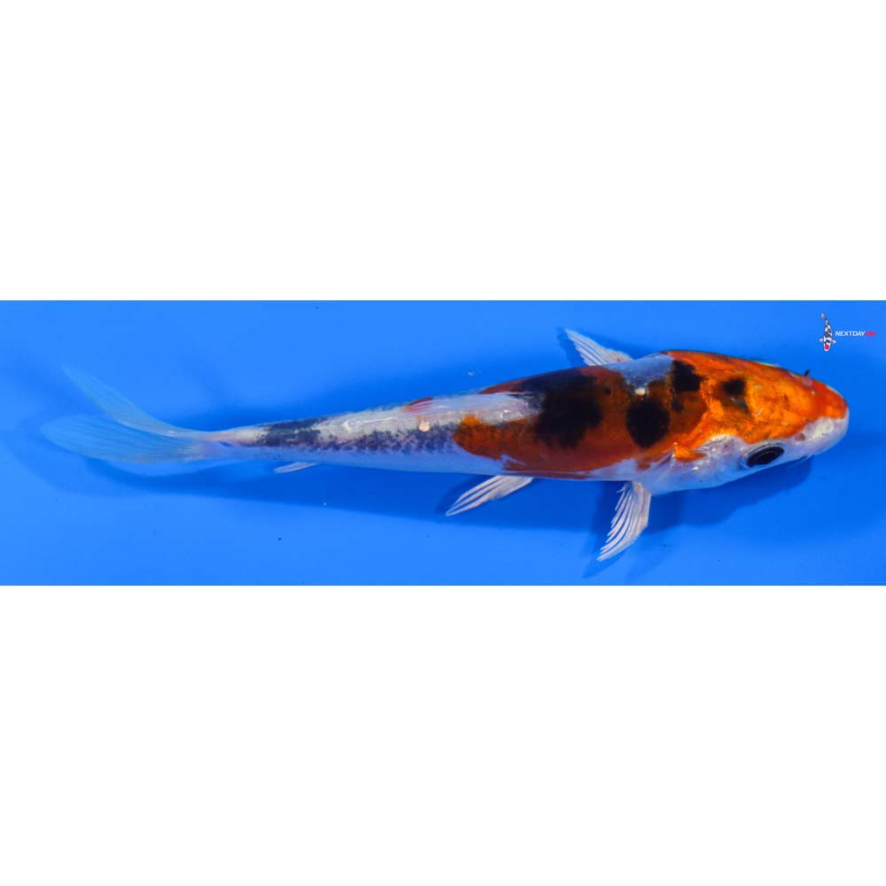 5” Imported Heisei Nishiki