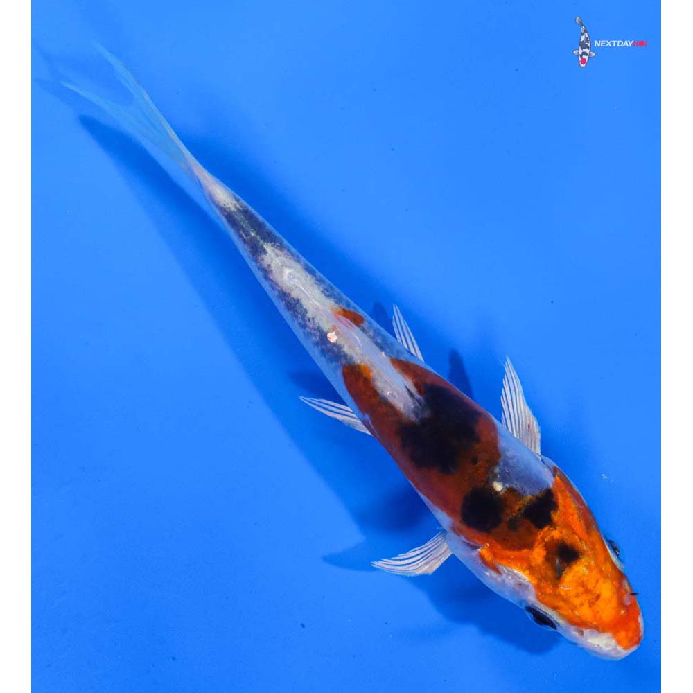 5” Imported Heisei Nishiki