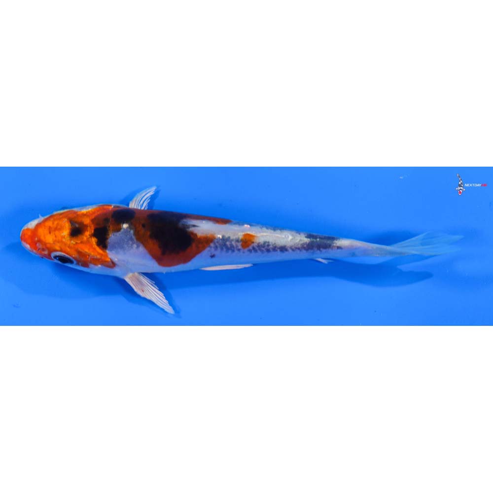 5” Imported Heisei Nishiki