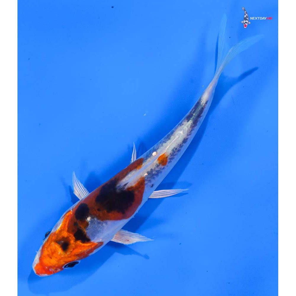 5” Imported Heisei Nishiki