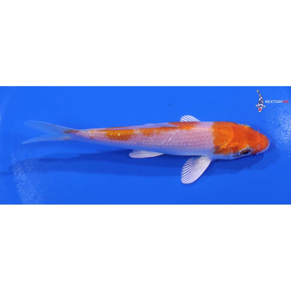 4.5” Imported Hariwake
