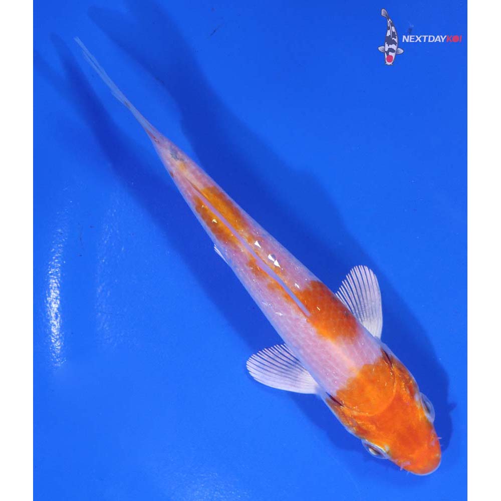 4.5” Imported Hariwake