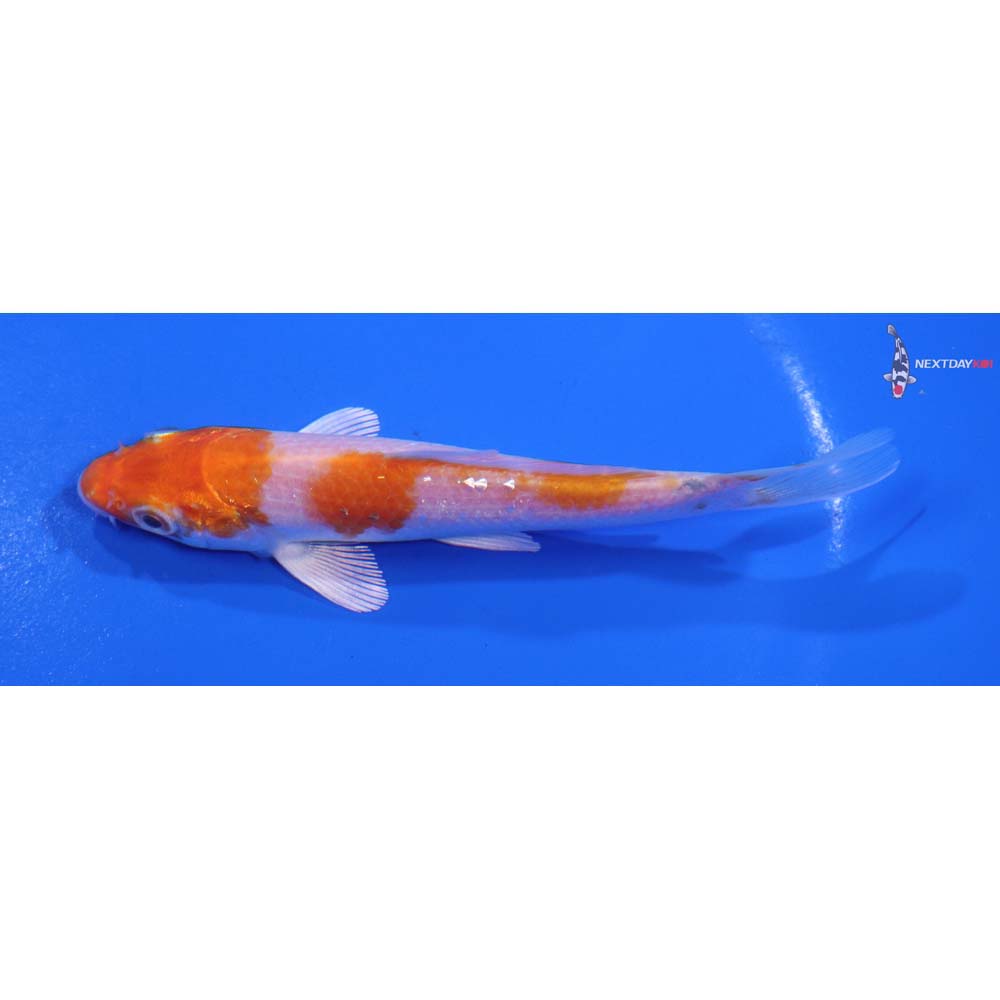 4.5” Imported Hariwake