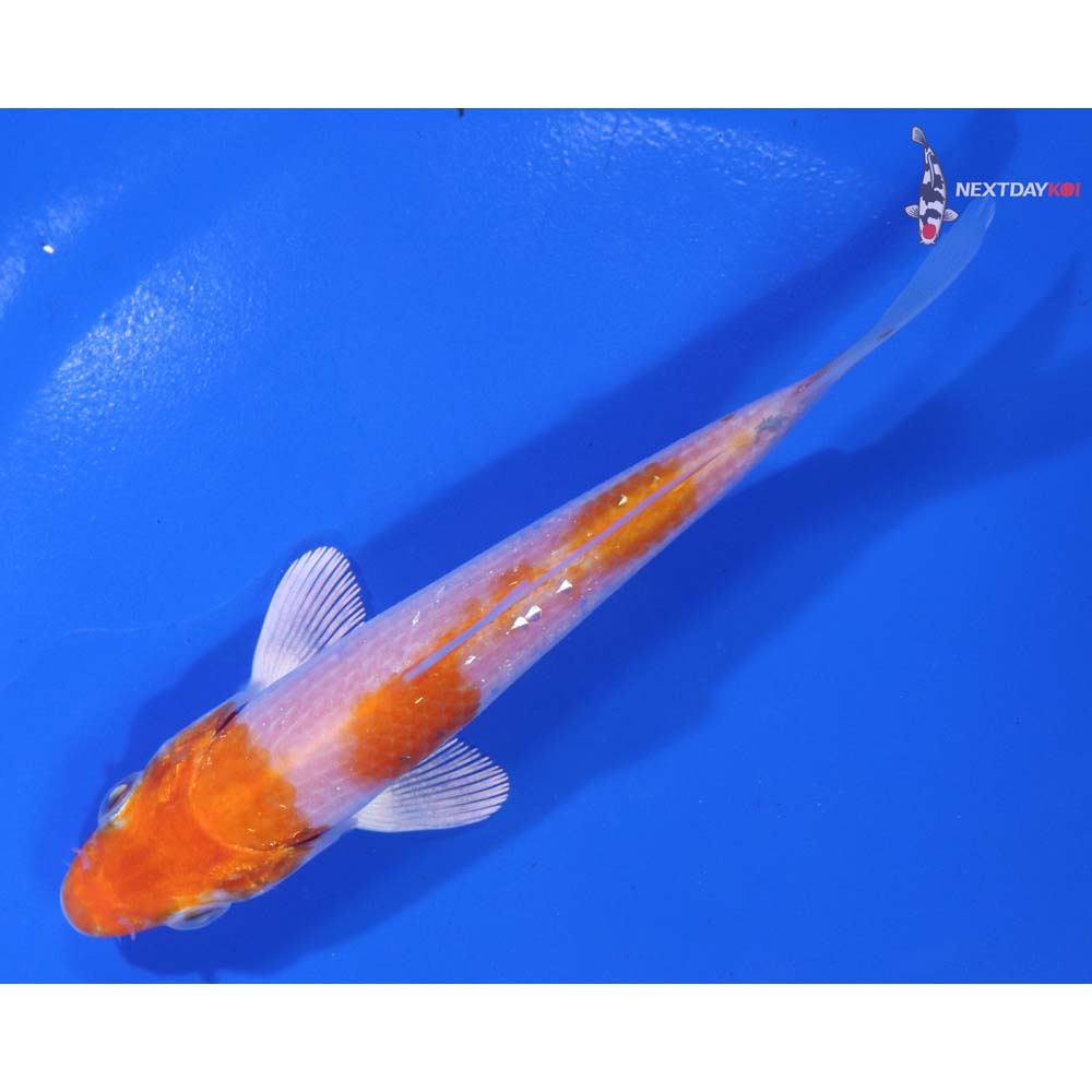 4.5” Imported Hariwake