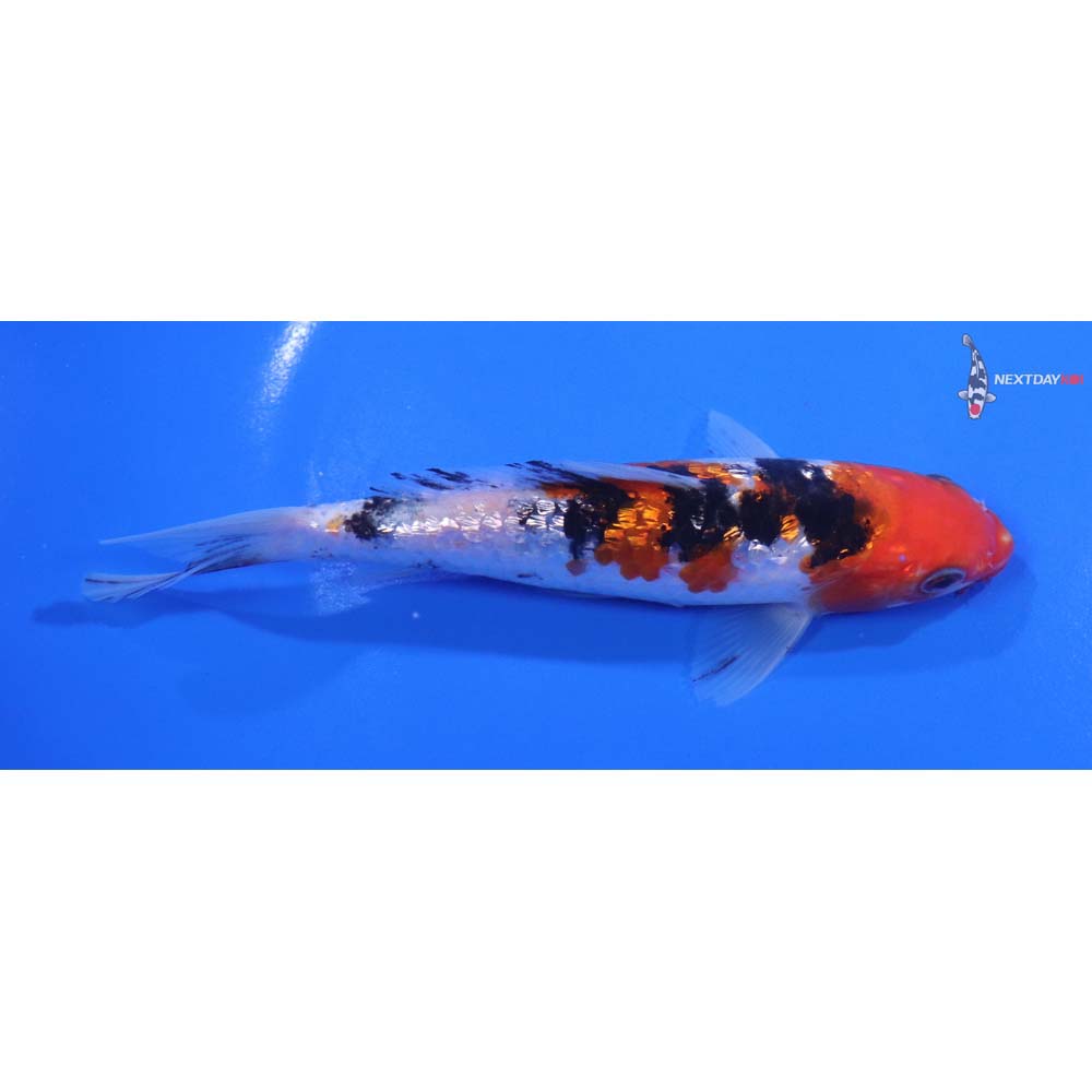 6” Imported Gin Rin Sanke