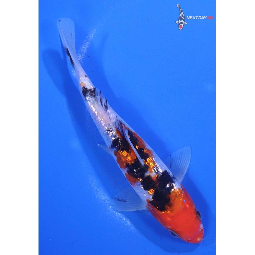 6” Imported Gin Rin Sanke