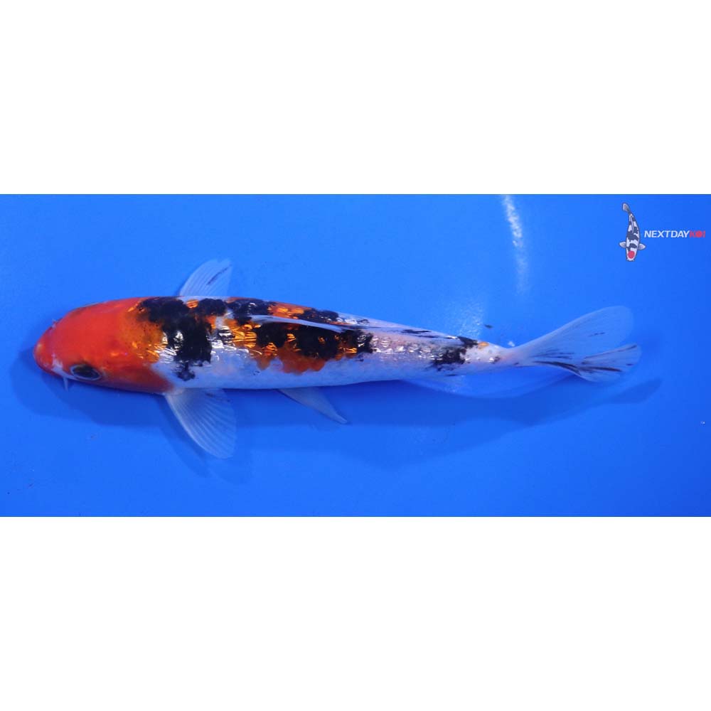 6” Imported Gin Rin Sanke