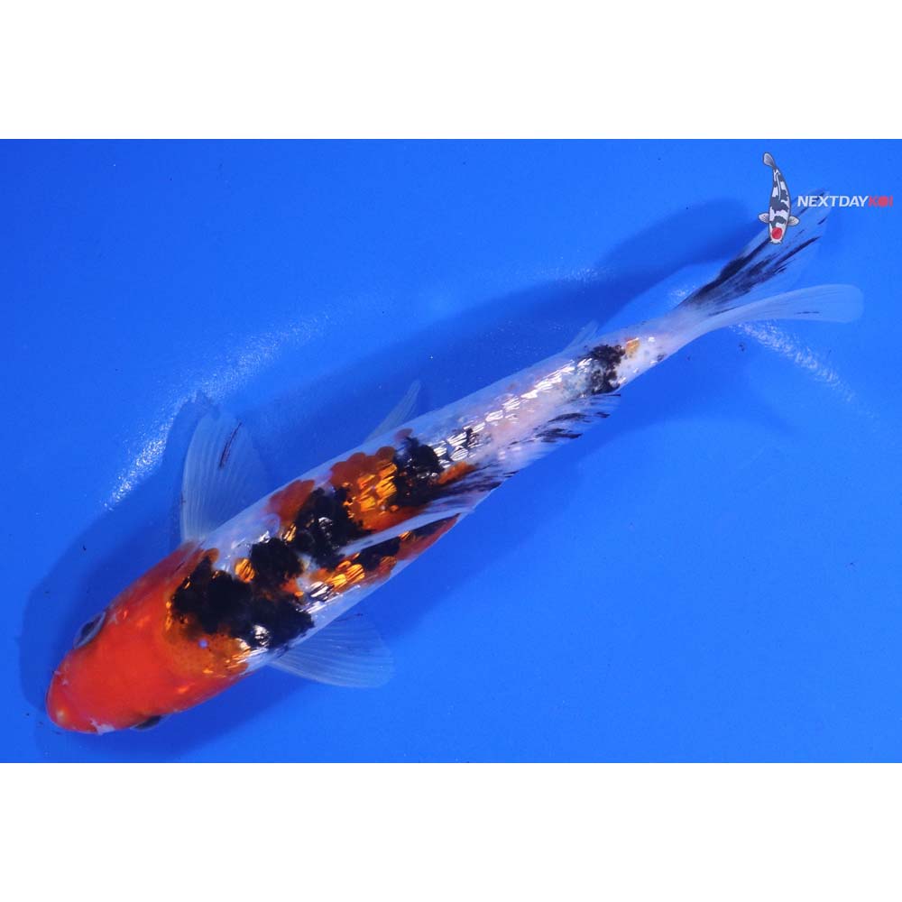 6” Imported Gin Rin Sanke