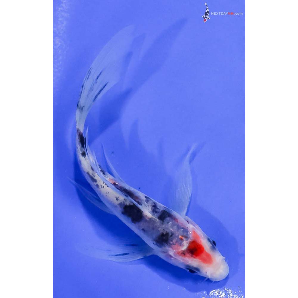 4.5” Imported Sanke Butterfly Koi