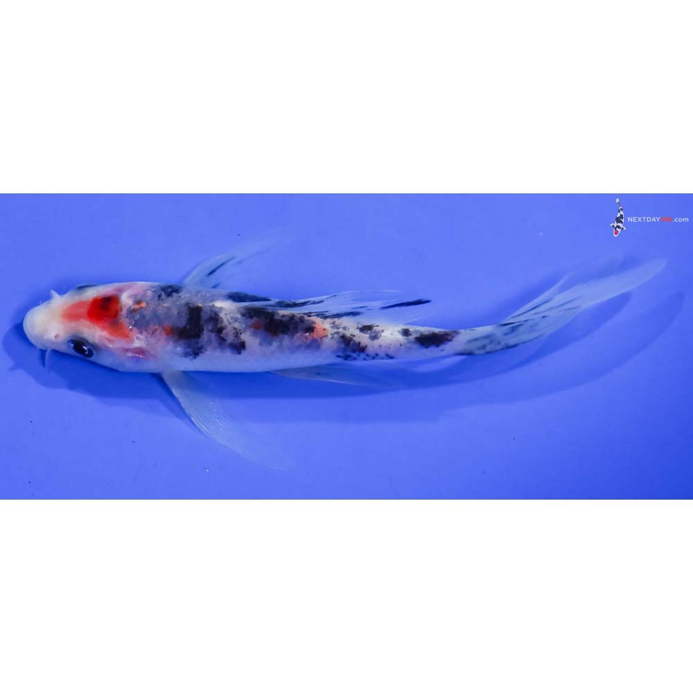 4.5” Imported Sanke Butterfly Koi