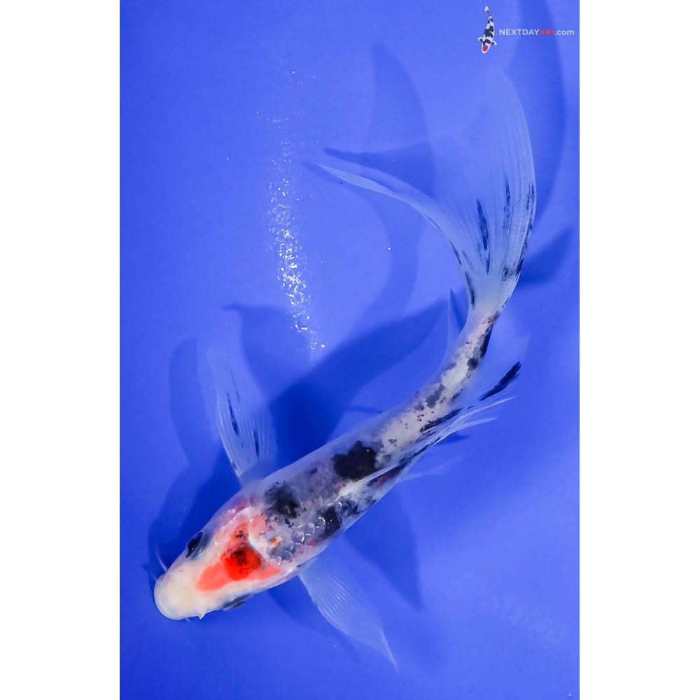 4.5” Imported Sanke Butterfly Koi