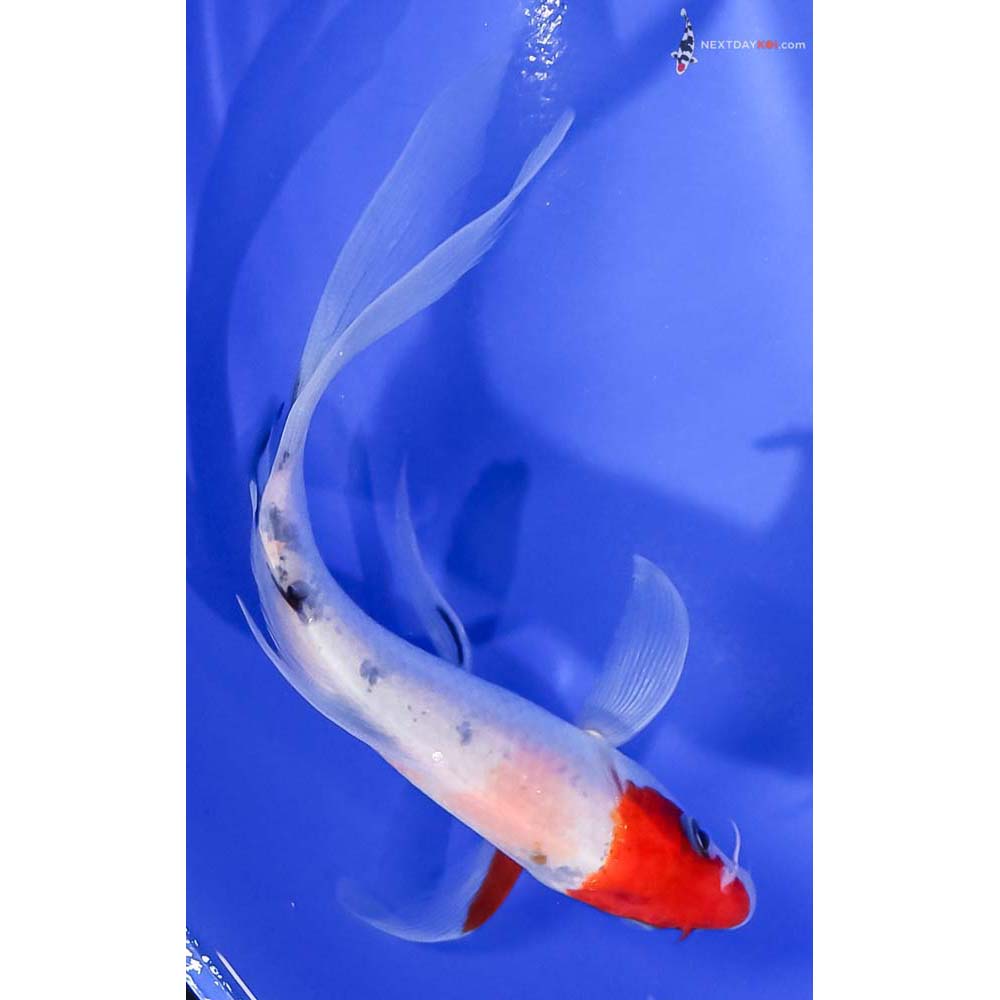 5” Imported Sanke Butterfly Koi