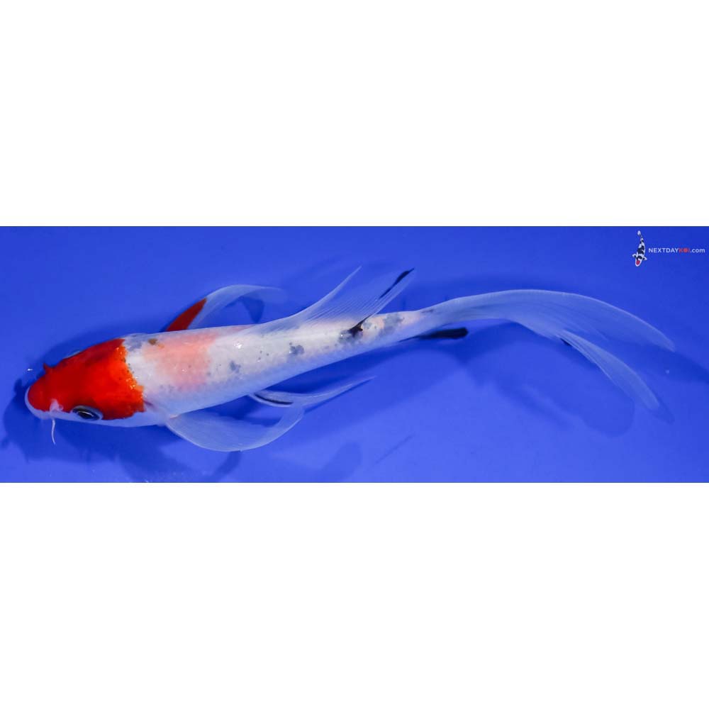 5” Imported Sanke Butterfly Koi