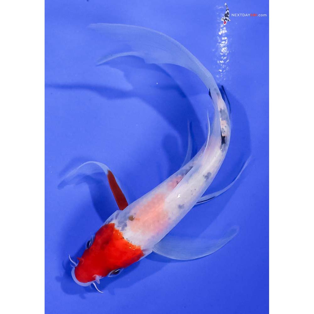 5” Imported Sanke Butterfly Koi