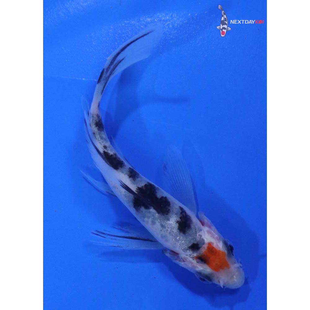 3.5” Imported Sanke Butterfly Koi