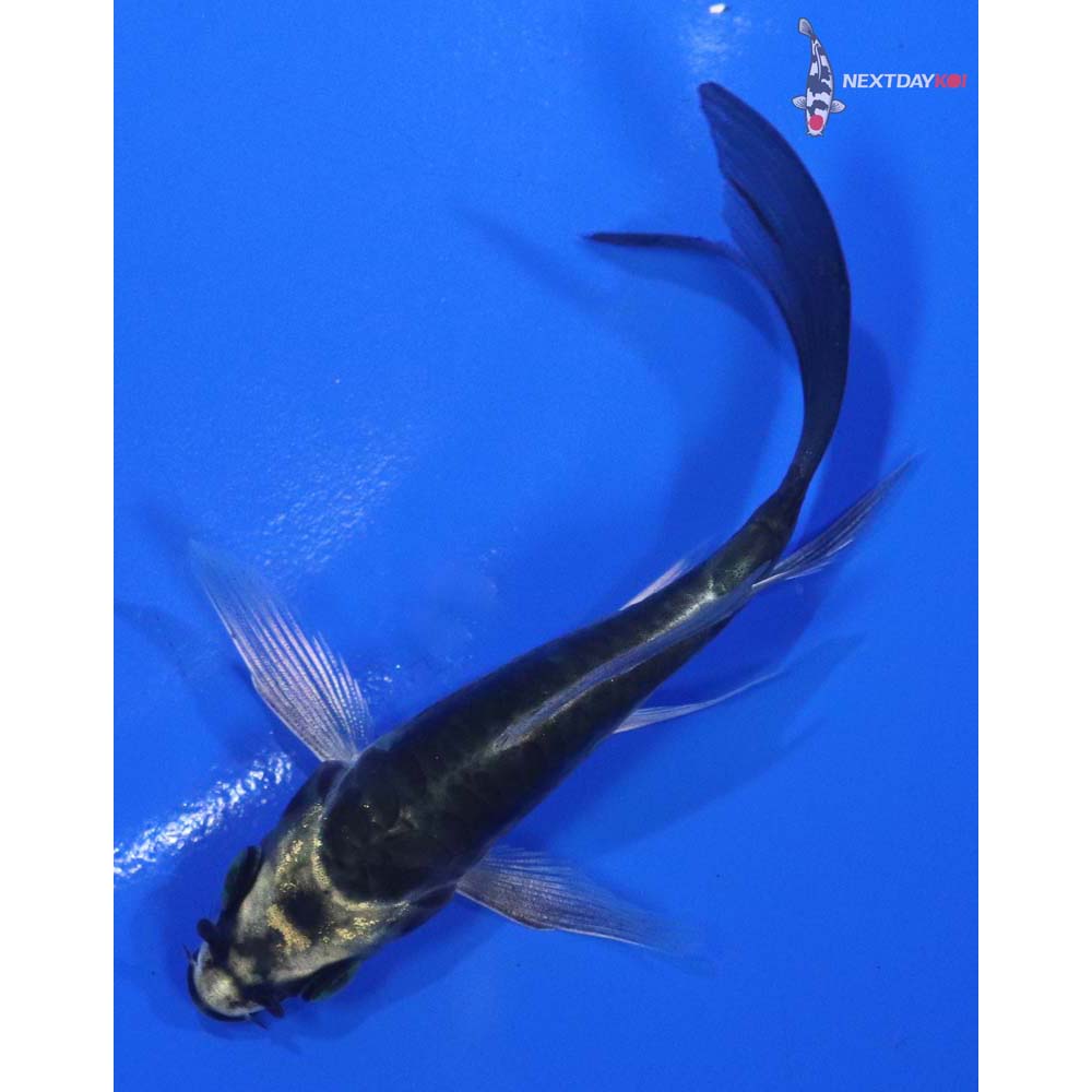 3.5” Imported Kin Kikokuryu Butterfly Koi