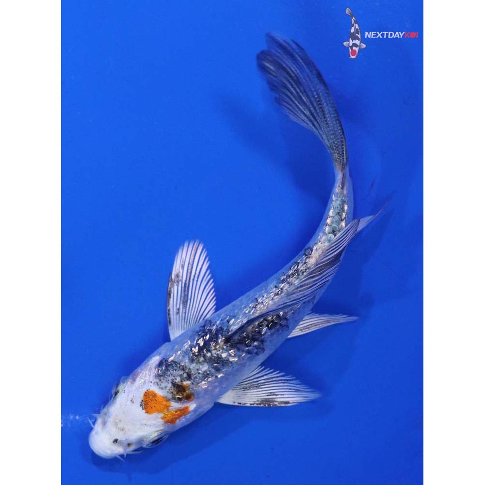 3.5” Imported Gin Rin Yamato Nishiki Butterfly Koi