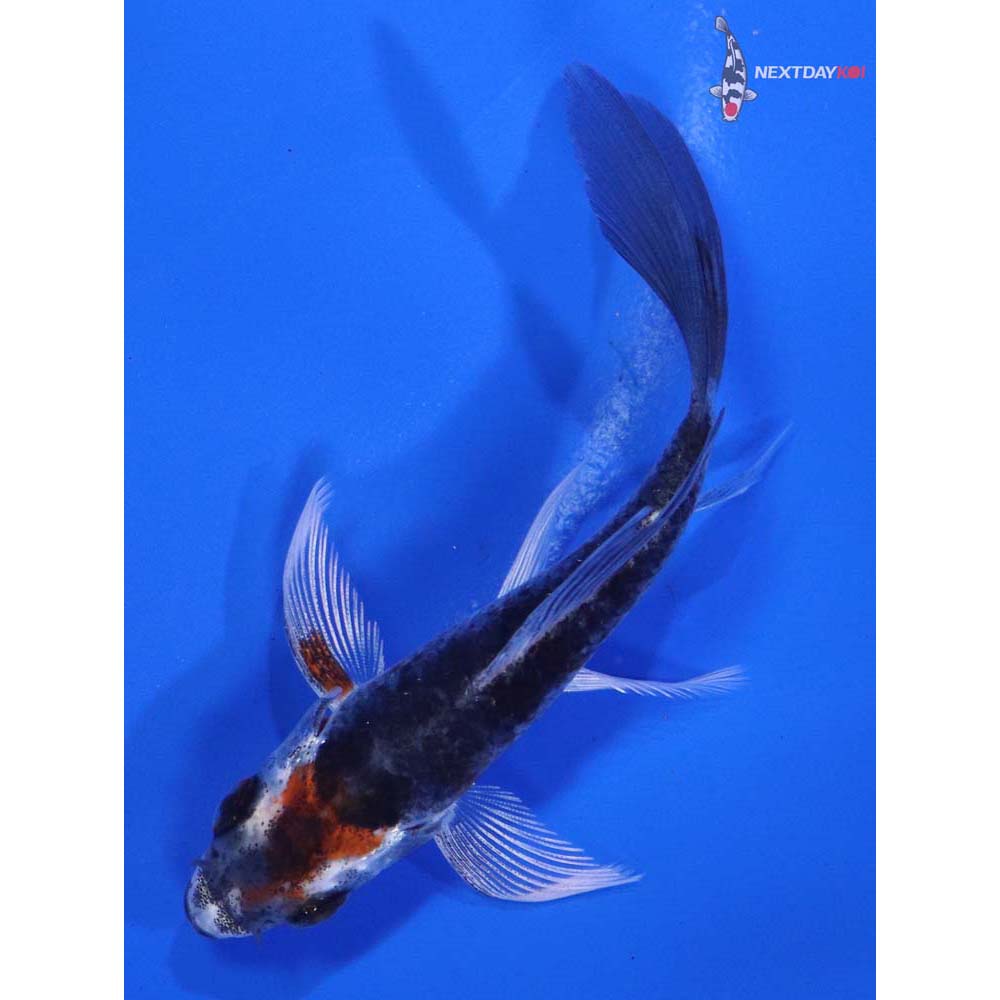 3.5” Imported Kujaku Butterfly Koi