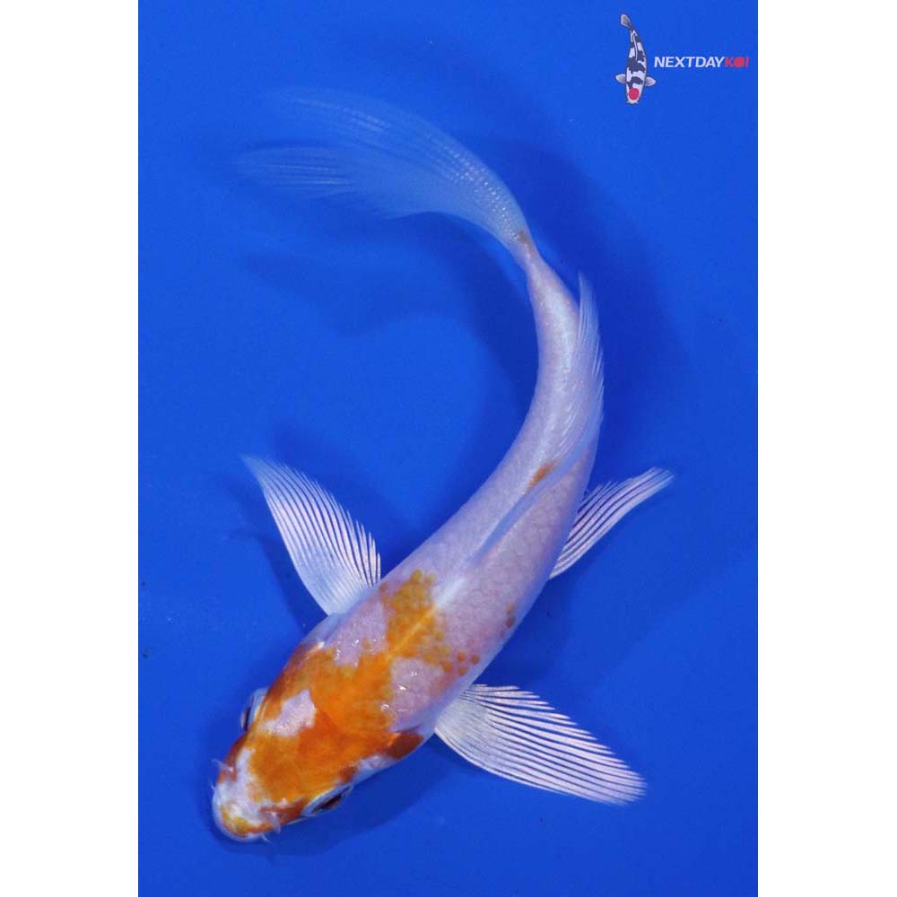 3.5” Imported Hariwake Butterfly Koi