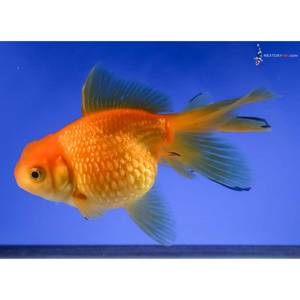 4.5” Imported Yellow Pearlscale