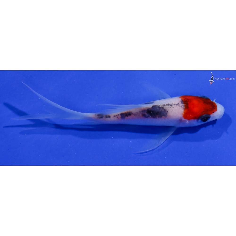 3” Imported Sanke Butterfly Koi