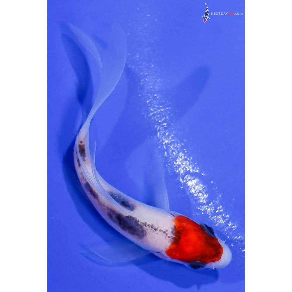 3” Imported Sanke Butterfly Koi