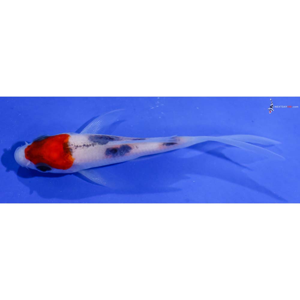 3” Imported Sanke Butterfly Koi