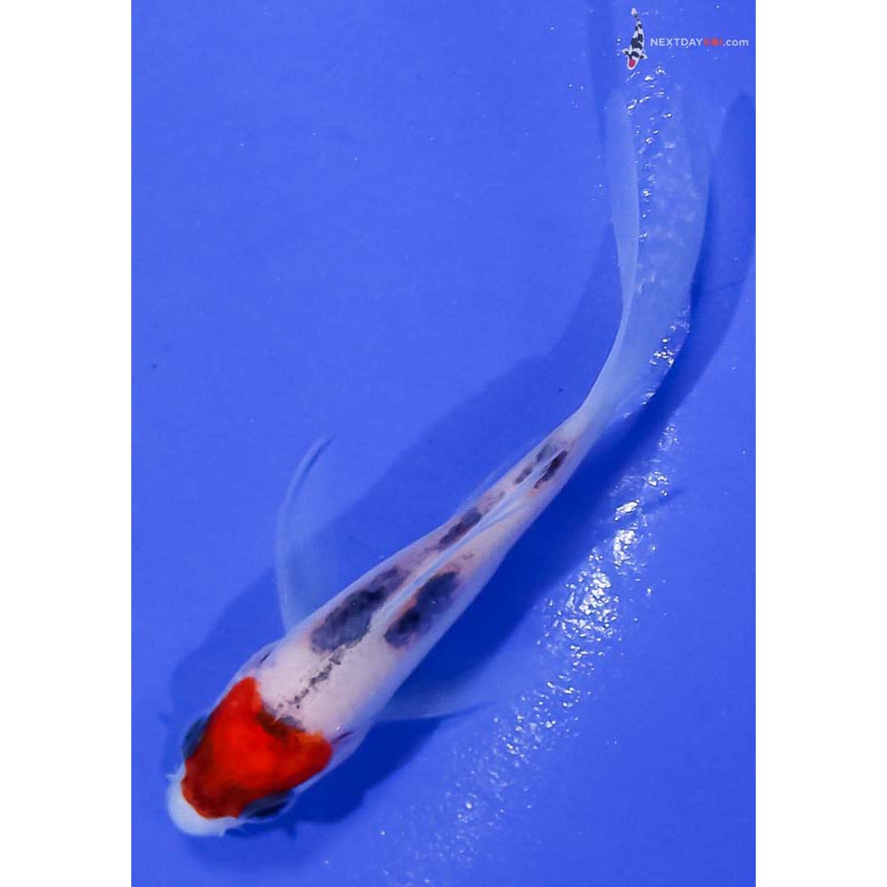 3” Imported Sanke Butterfly Koi
