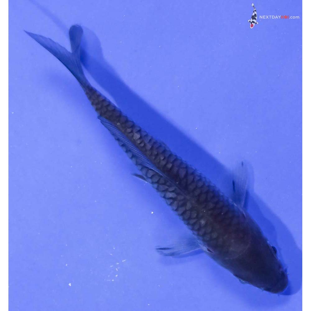 3.5” Imported Soragoi