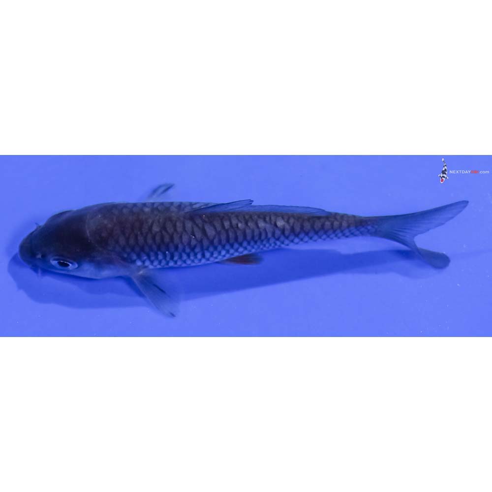 3.5” Imported Soragoi