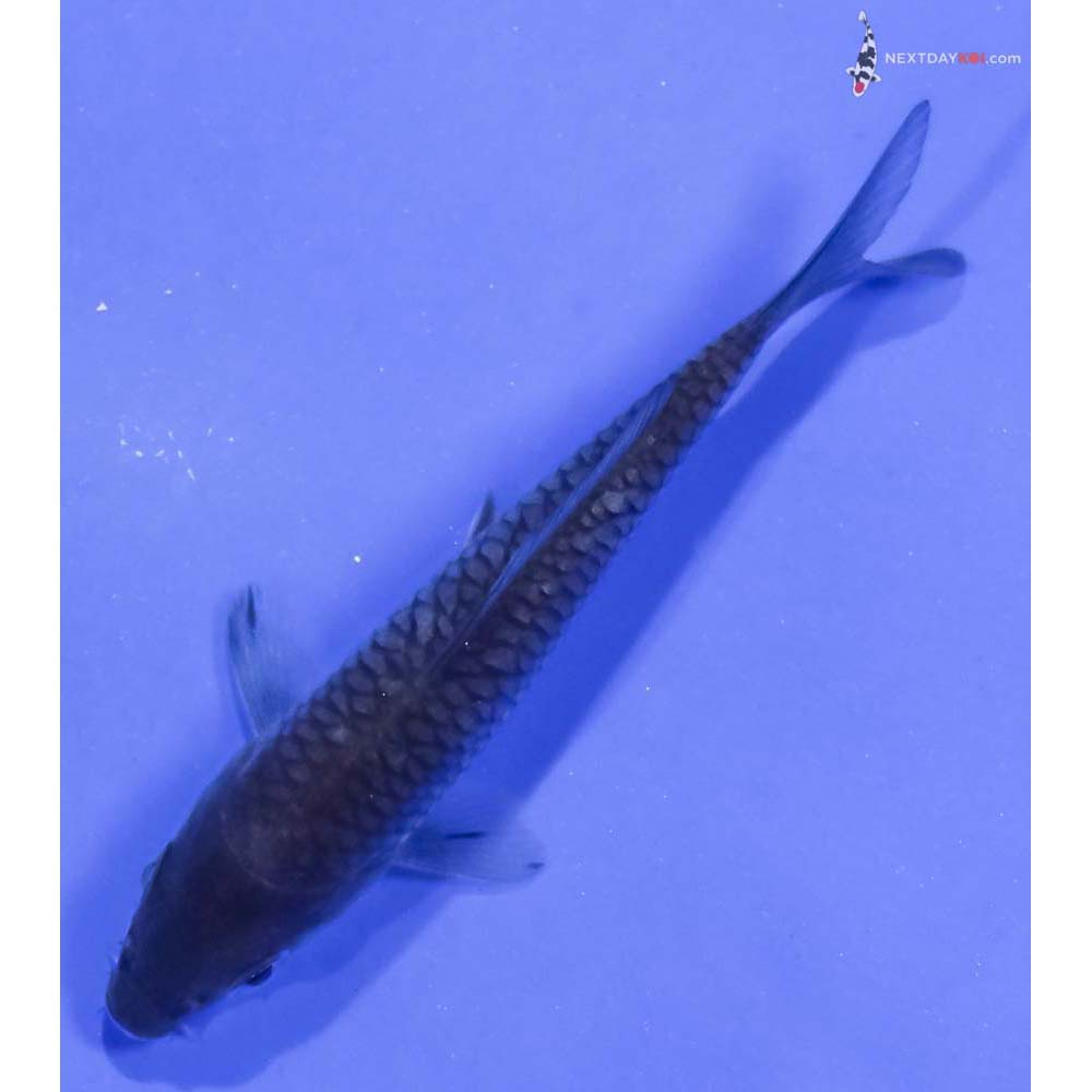 3.5” Imported Soragoi