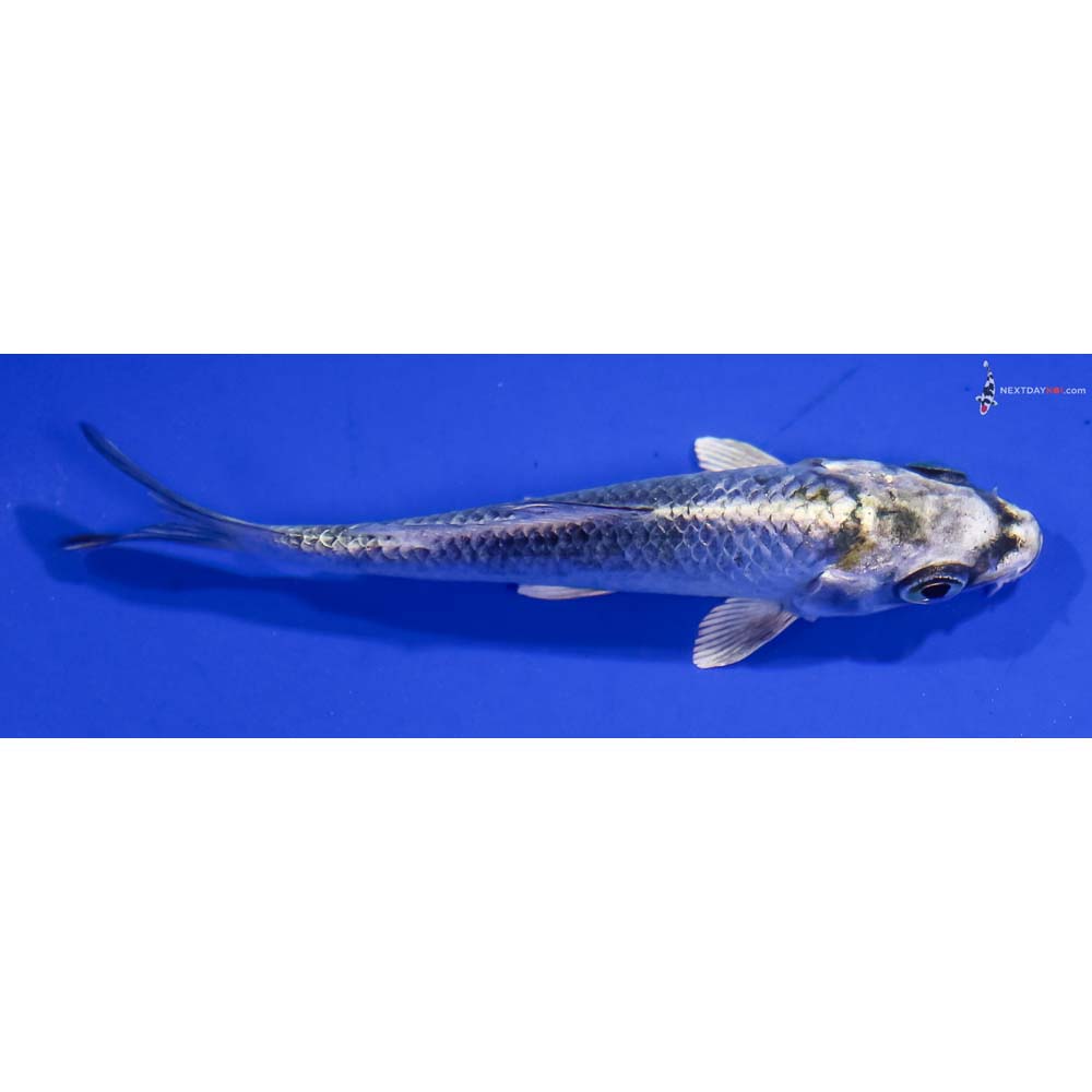 3.5” Imported Kujaku