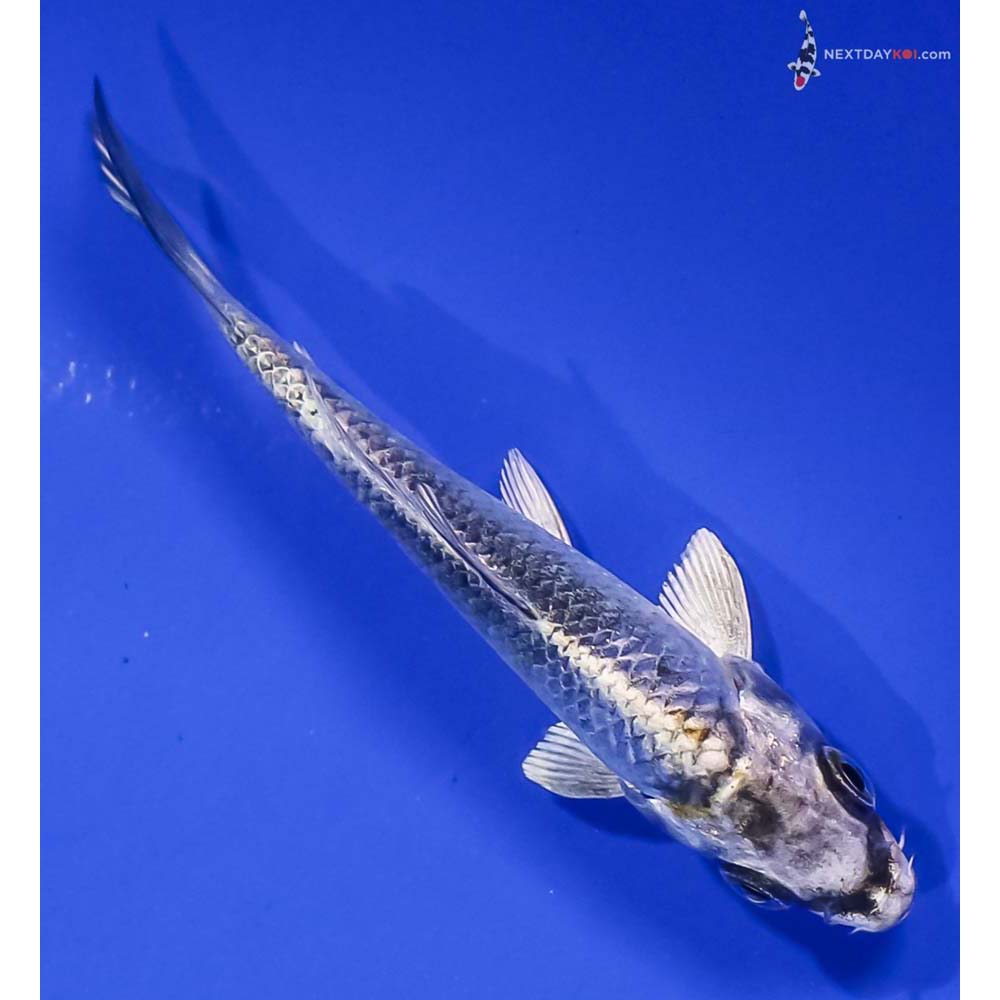3.5” Imported Kujaku