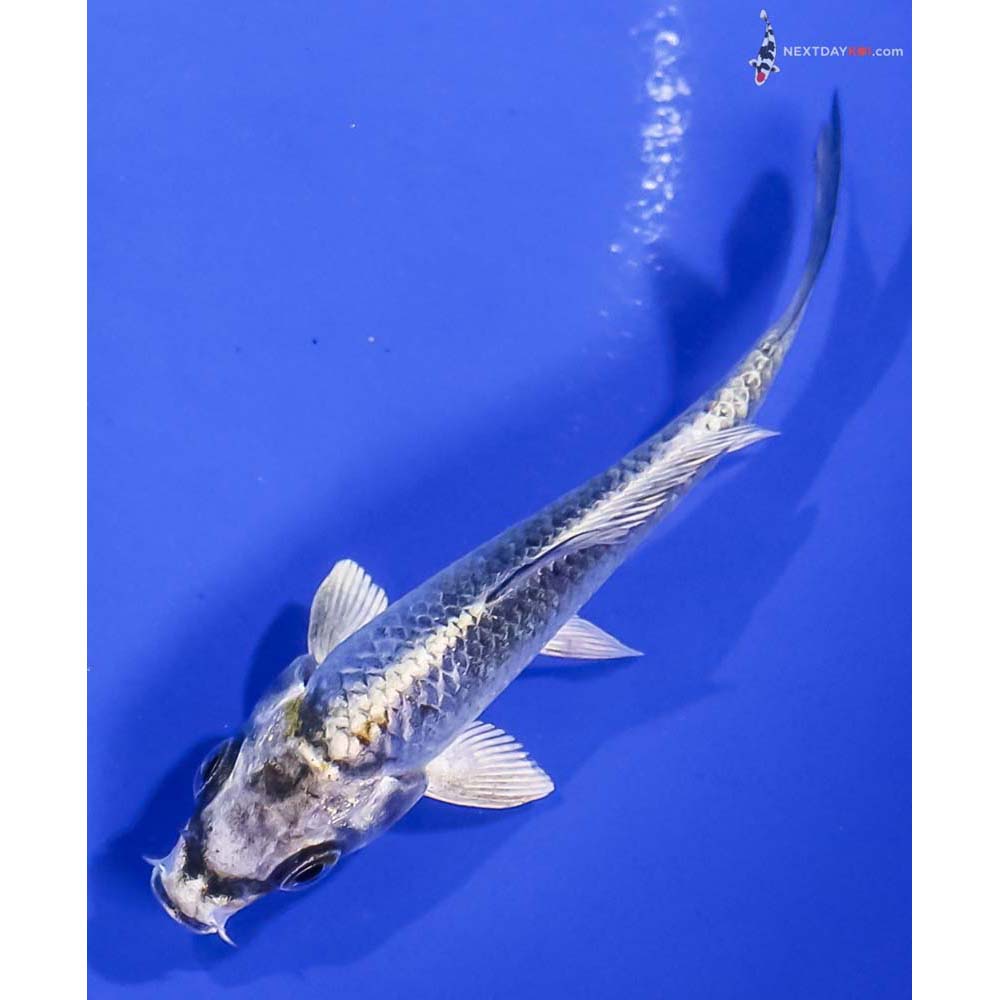 3.5” Imported Kujaku