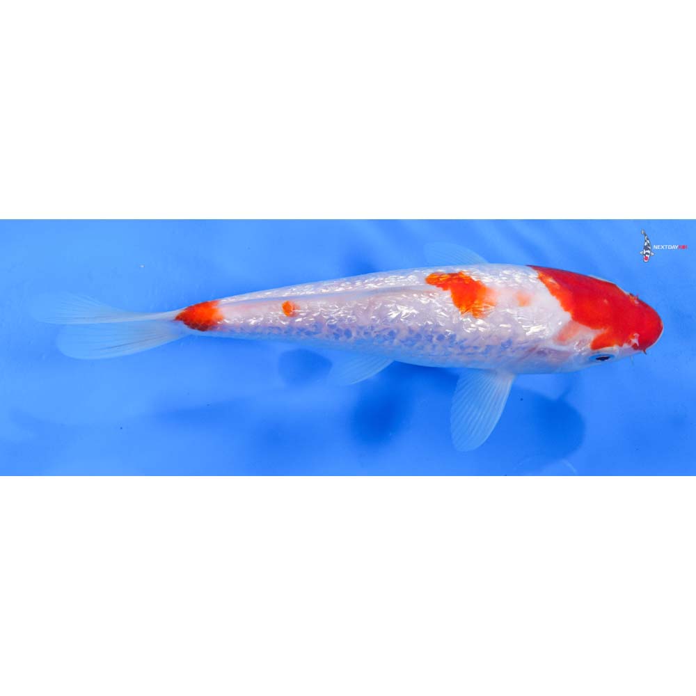 7.5” Imported Gin Rin Kohaku