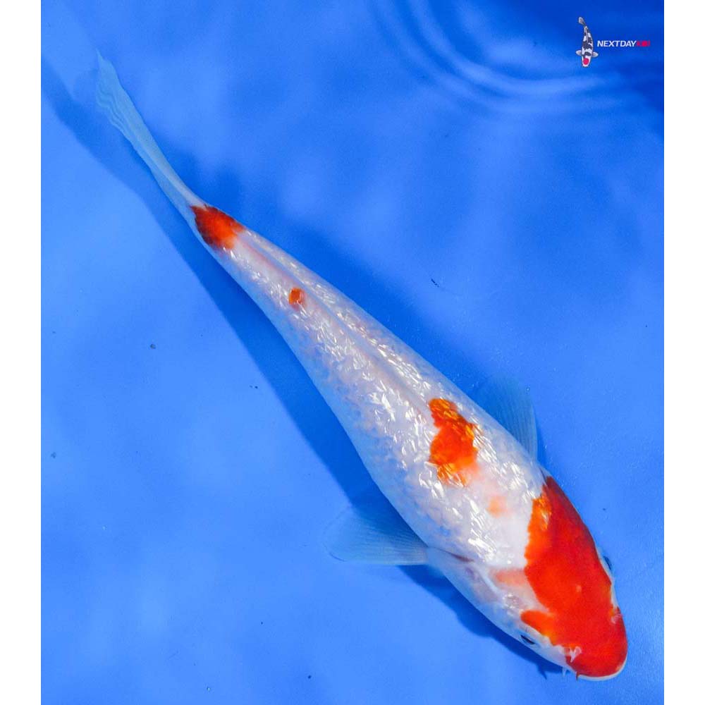 7.5” Imported Gin Rin Kohaku