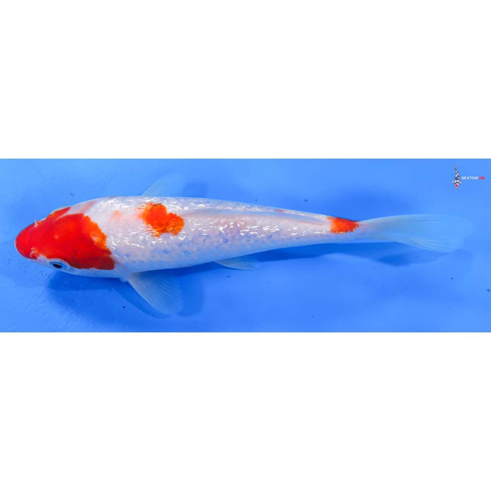 7.5” Imported Gin Rin Kohaku