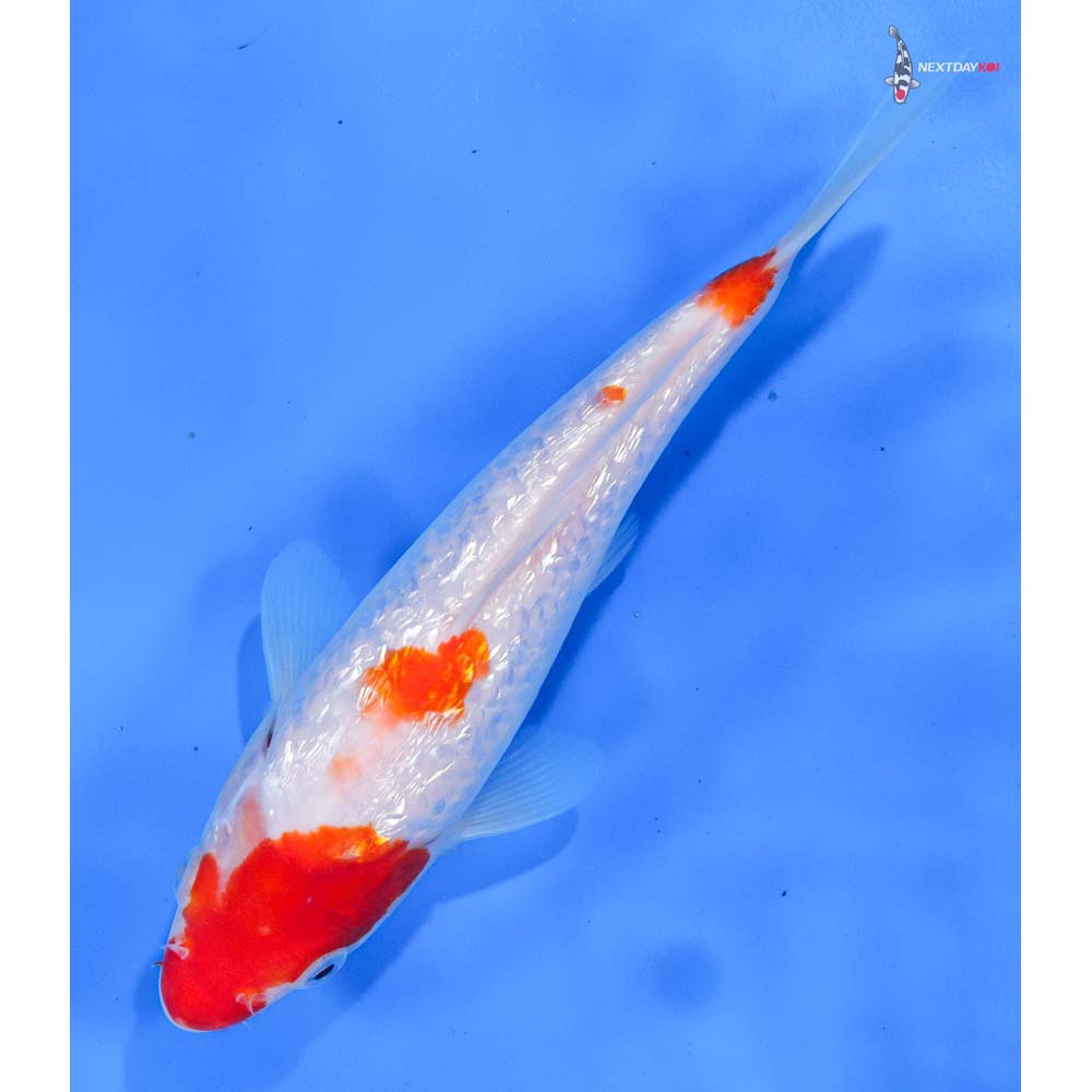 7.5” Imported Gin Rin Kohaku