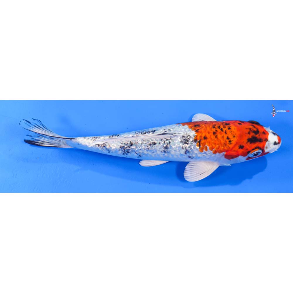 8” Imported Gin Rin Yamato Nishiki