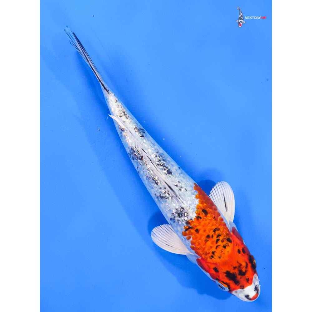8” Imported Gin Rin Yamato Nishiki