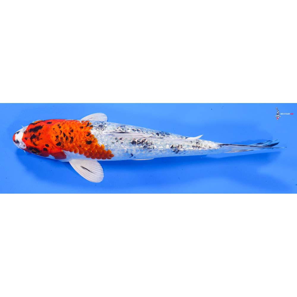 8” Imported Gin Rin Yamato Nishiki