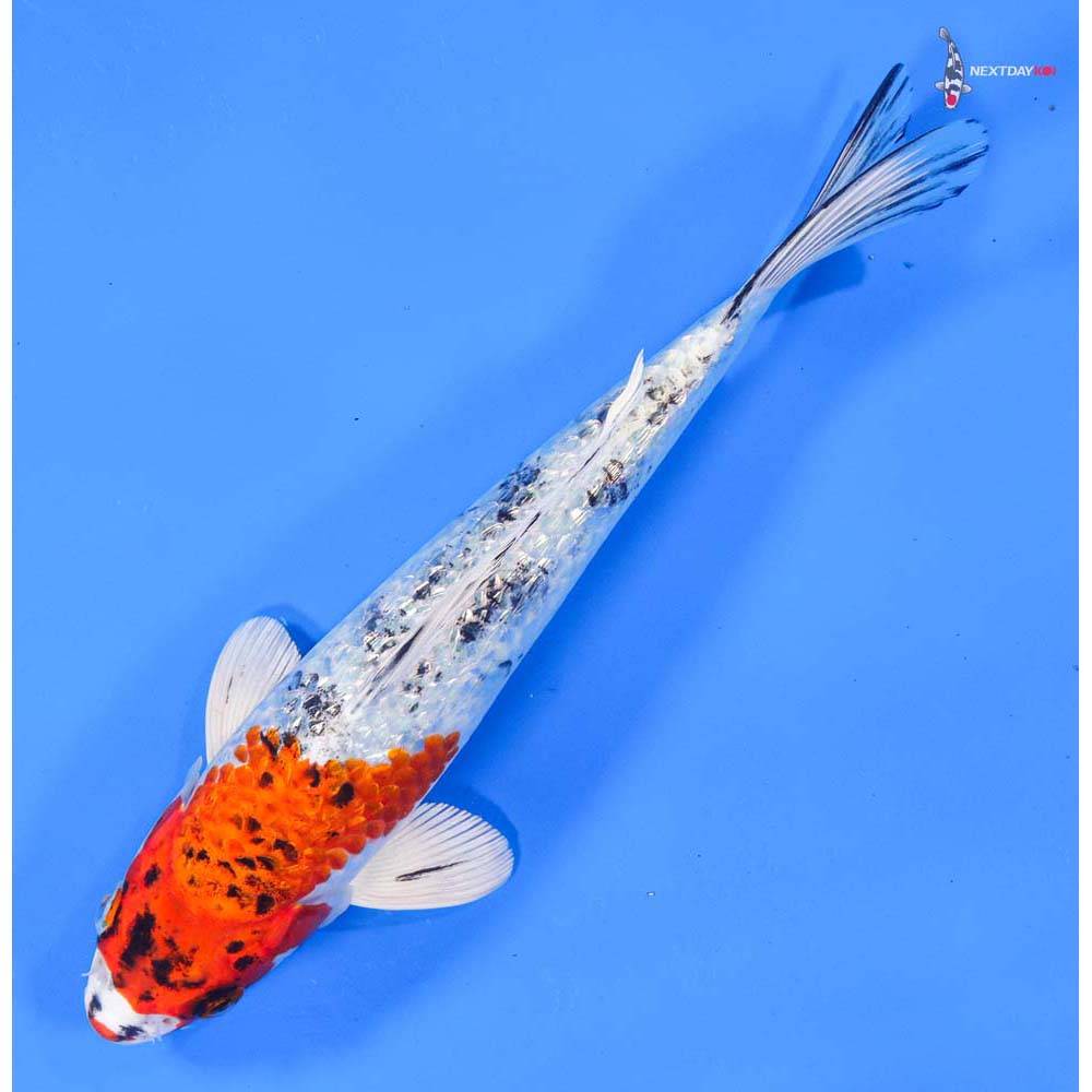 8” Imported Gin Rin Yamato Nishiki