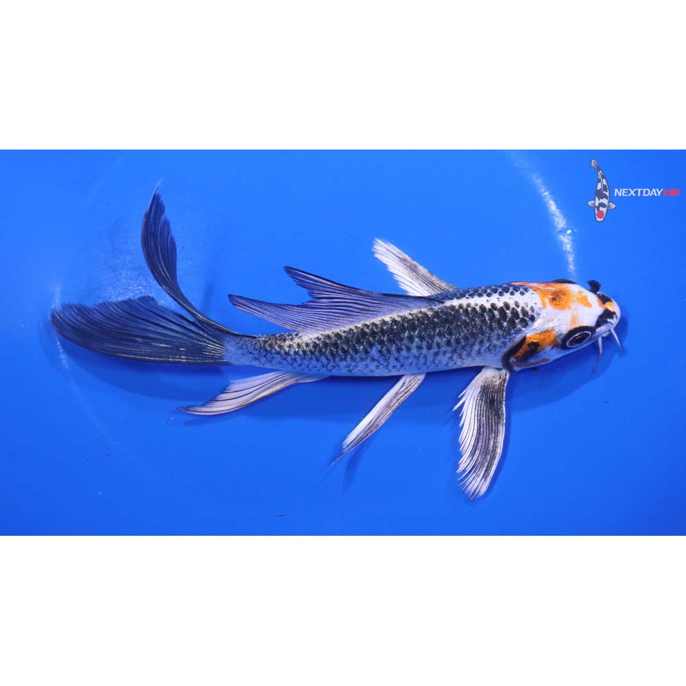 6.5” Imported Kujaku Butterfly Koi