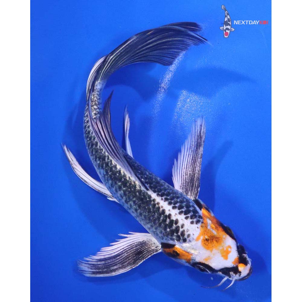 6.5” Imported Kujaku Butterfly Koi